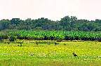 1238-59.jpg